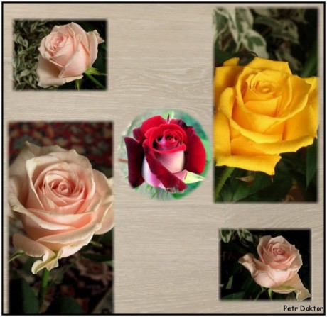 kytičky -růže,-301