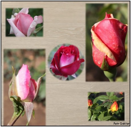 kytičky-růže-310
