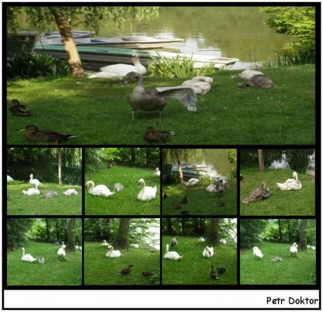 Labutě v parku-2012kl